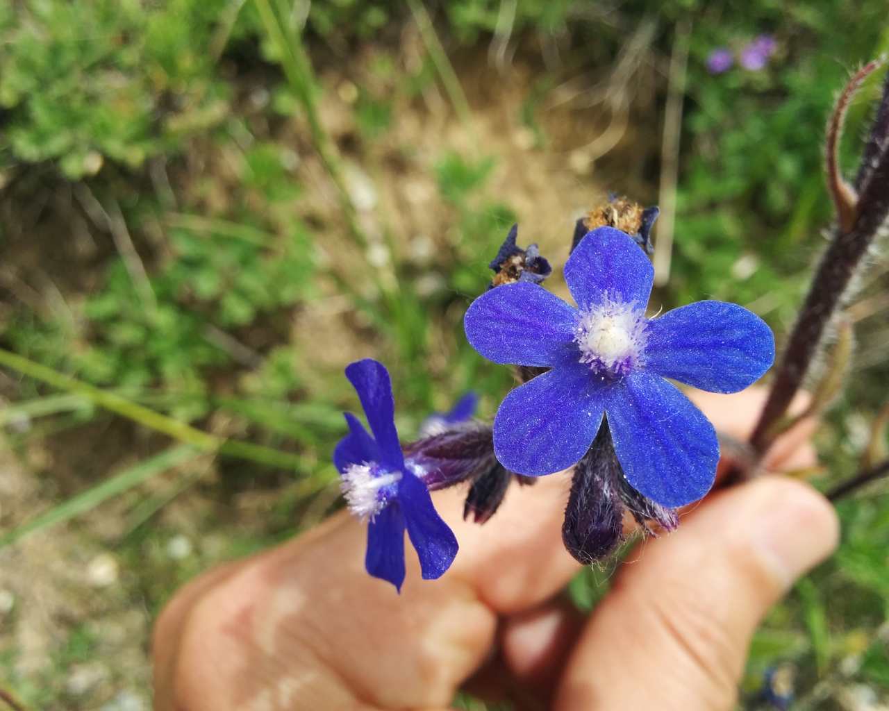 Anchusa azurea / Buglossa azzurra